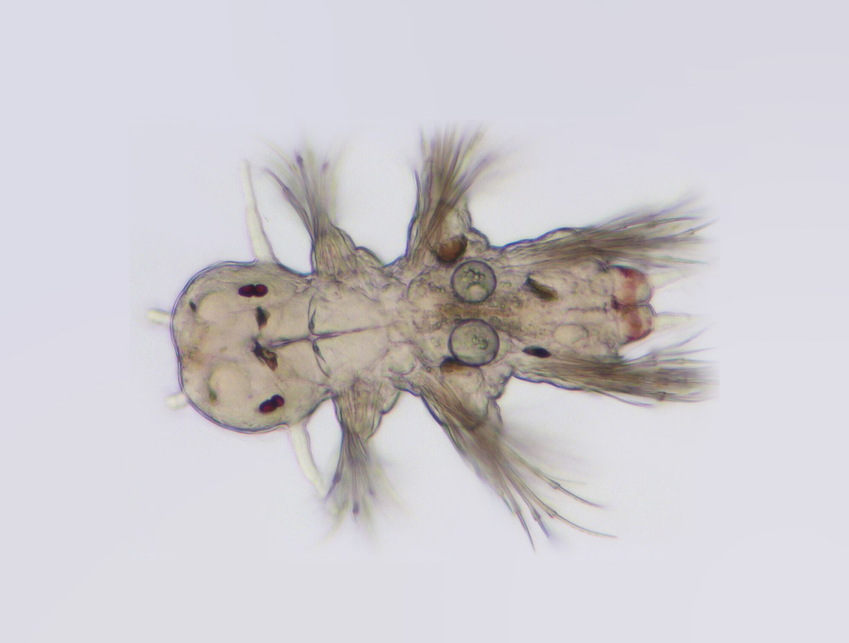 Larva of Platynereis dumerilii. Overall view