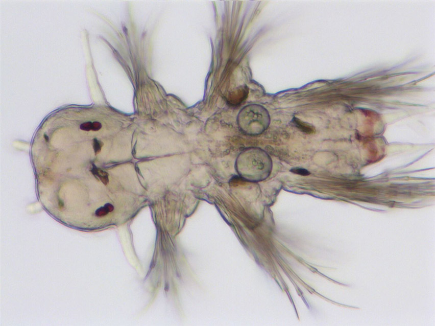 Larva of Platynereis dumerilii. Overall view